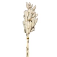 Μπουκέτο Αποξηραμένα Bunny Tails 25 Κλαδιά Μπεζ 60cm Homie 423128