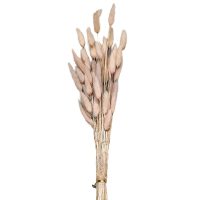Μπουκέτο Αποξηραμένα Bunny Tails 25 Κλαδιά ροζ 60cm Homie 423129