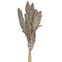 Αποξηραμένα Pampas 7 Κλαδιά 70cm Homie 423130